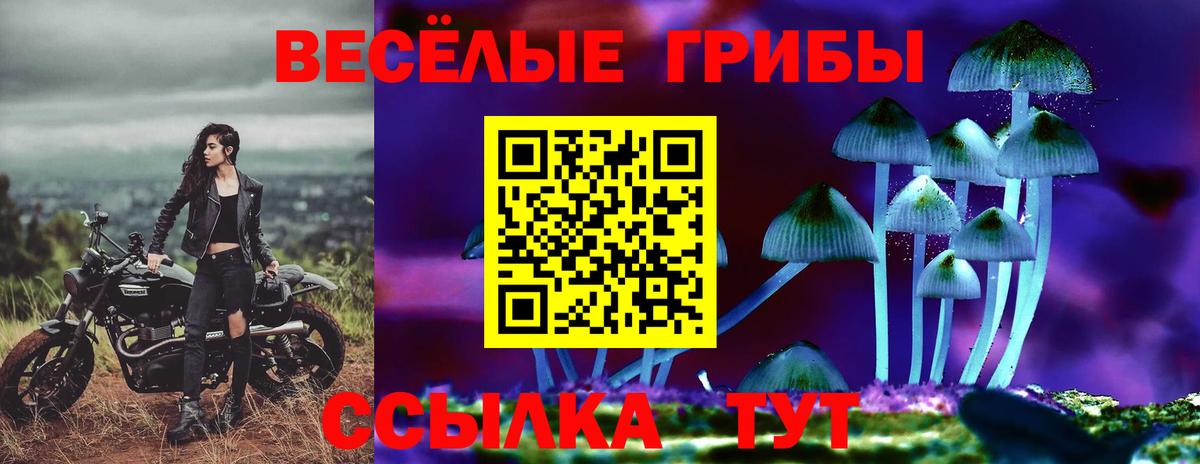 Псилоцибиновые грибы Cubensis  Муравленко 